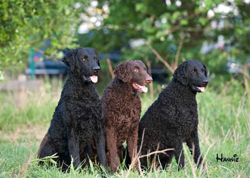 CURLY COATED RETRIEVER Curly coated retriever, Big dogs